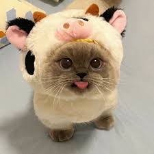 Cute cat This is an image of a cat